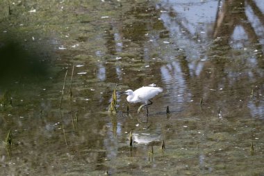 Sudaki beyaz balıkçıl