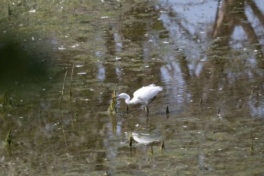 Sudaki beyaz balıkçıl