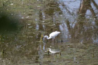 Sudaki beyaz balıkçıl