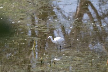 Sudaki kara balıkçıl.