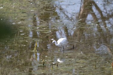 Sudaki beyaz balıkçıl balığının yakın plan fotoğrafı.