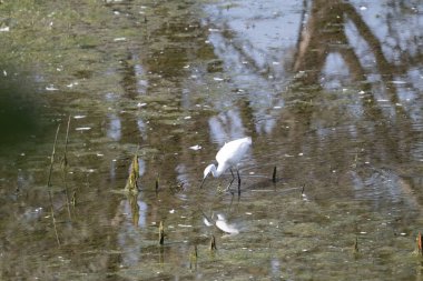 Gölette beyaz balıkçıl