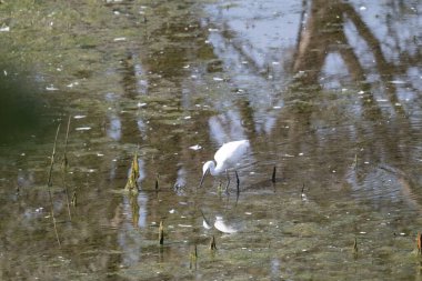 Suda beyaz bir balıkçıl duruyor..
