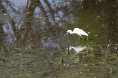 Doğal ortamdaki bir gölde yüzen beyaz bir balıkçıl resmi.