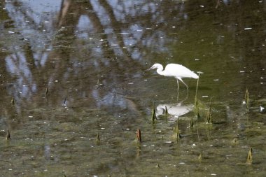 Sudaki beyaz balıkçıl
