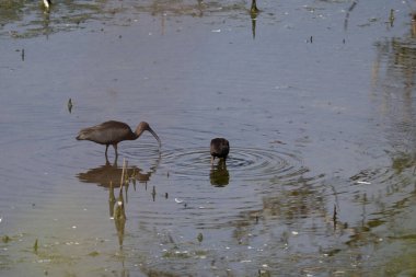 Göletteki bir kuşun yakın çekimi.