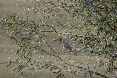 Gri balıkçıl (Loxololololo) doğal yaşam alanında