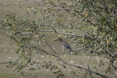 Ağacın dalında bir kuş