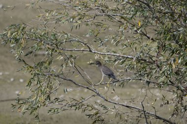 Ormandaki bir ağacın dalındaki kuş.