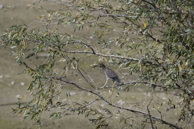 Ağacın dalında bir kuş