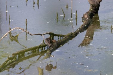 Sudaki bir kuşun yakın çekimi.