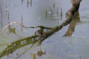 Nehrin ortasındaki ormanda küçük tahta bir köprüye yakın çekim.