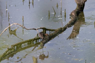 Güzel beyaz bir kuşun yakın çekimi.