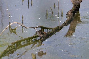Ormanda küçük bir ağaç