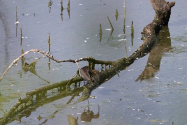 the old wooden pier in the lake