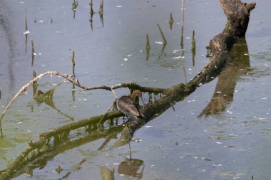 Bir kuşun yakın plan çekimi.
