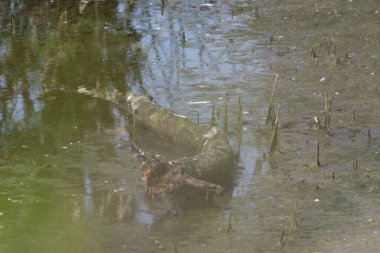 Küçük bir kurbağa göldeki bir kütüğün üzerinde oturuyor..