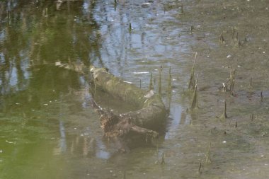 Ormandaki gölette yüzen bir kurbağanın yakın çekimi.