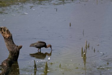 a beautiful shot of a young bird in the water