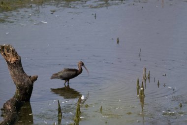 Göletteki kuşun yakın çekimi.