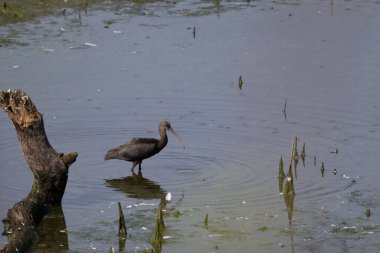 Güzel bir kuş manzarası
