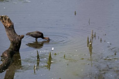 Gölette küçük bir kuş. yüksek kaliteli fotoğraf