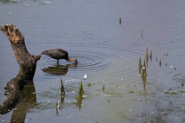 Kuş gölette oturuyor.