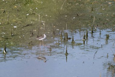 Gölde küçük bir kuş