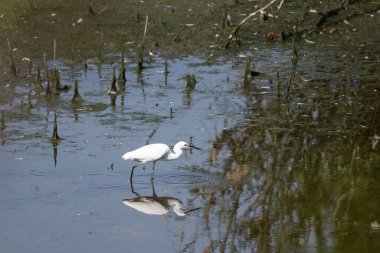 Akbalıkçıl doğal ortamında.