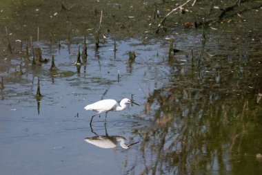 Gölde beyaz bir kuşun yakın çekimi.