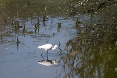 Beyaz balıkçıl (egretta garzetta) vahşi doğada