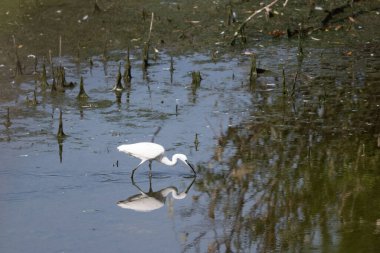 Sudaki beyaz balıkçıl
