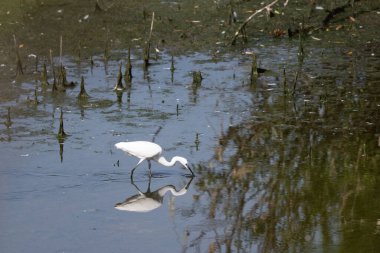Sudaki beyaz balıkçıl