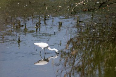 Göldeki beyaz leylek