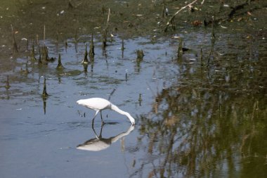 Göletteki beyaz bir balıkçıl dikey görüntüsü