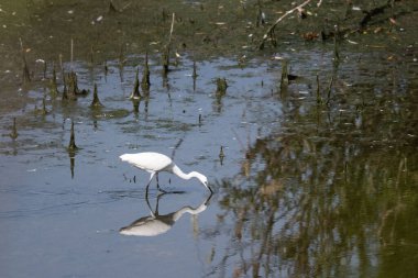 Gölde güzel beyaz balıkçıl