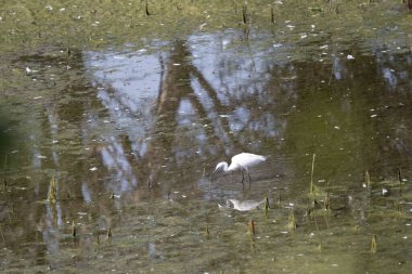 Suda beyaz balıkçıl (egretta garzetta)
