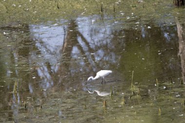 Beyaz balıkçıl (balıkçıl)..