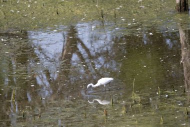 Bataklıkta beyaz balıkçıl, Florida