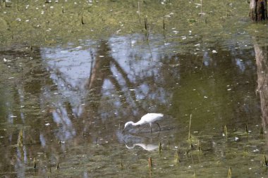 Suda beyaz balıkçıl