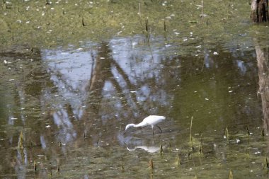 Beyaz balıkçıl (ardea alba) vahşi doğada