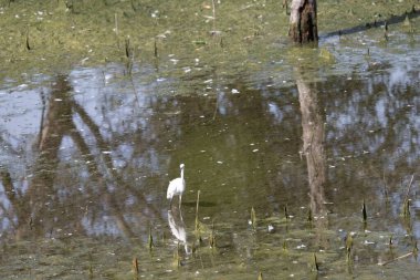 Suda beyaz balıkçıl