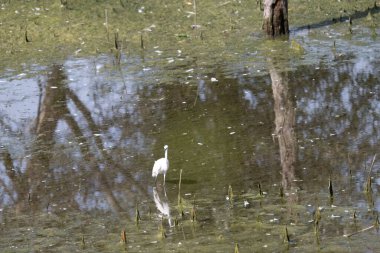 Sudaki beyaz balıkçıl