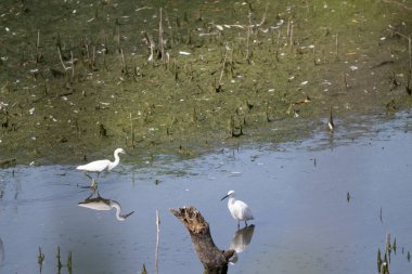 Gölde bir kuş sürüsü