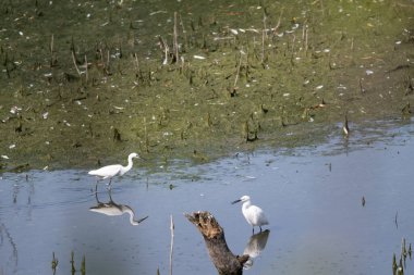 Gölde beyaz kuğular