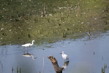 Ormandaki bir gölde beyaz bir balıkçıl duruyor.