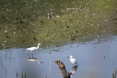 Gölde yüzen beyaz balıkçıl resmi.
