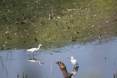 beyaz kuğu ve beyaz balıkçıl