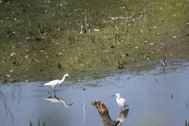Gölde beyaz balıkçıl