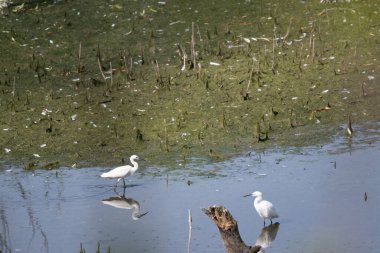Sudaki beyaz balıkçıl